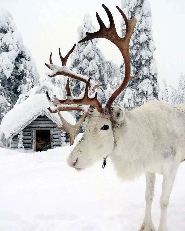 Un renne blanc devant un chalet de rondins, en Laponie